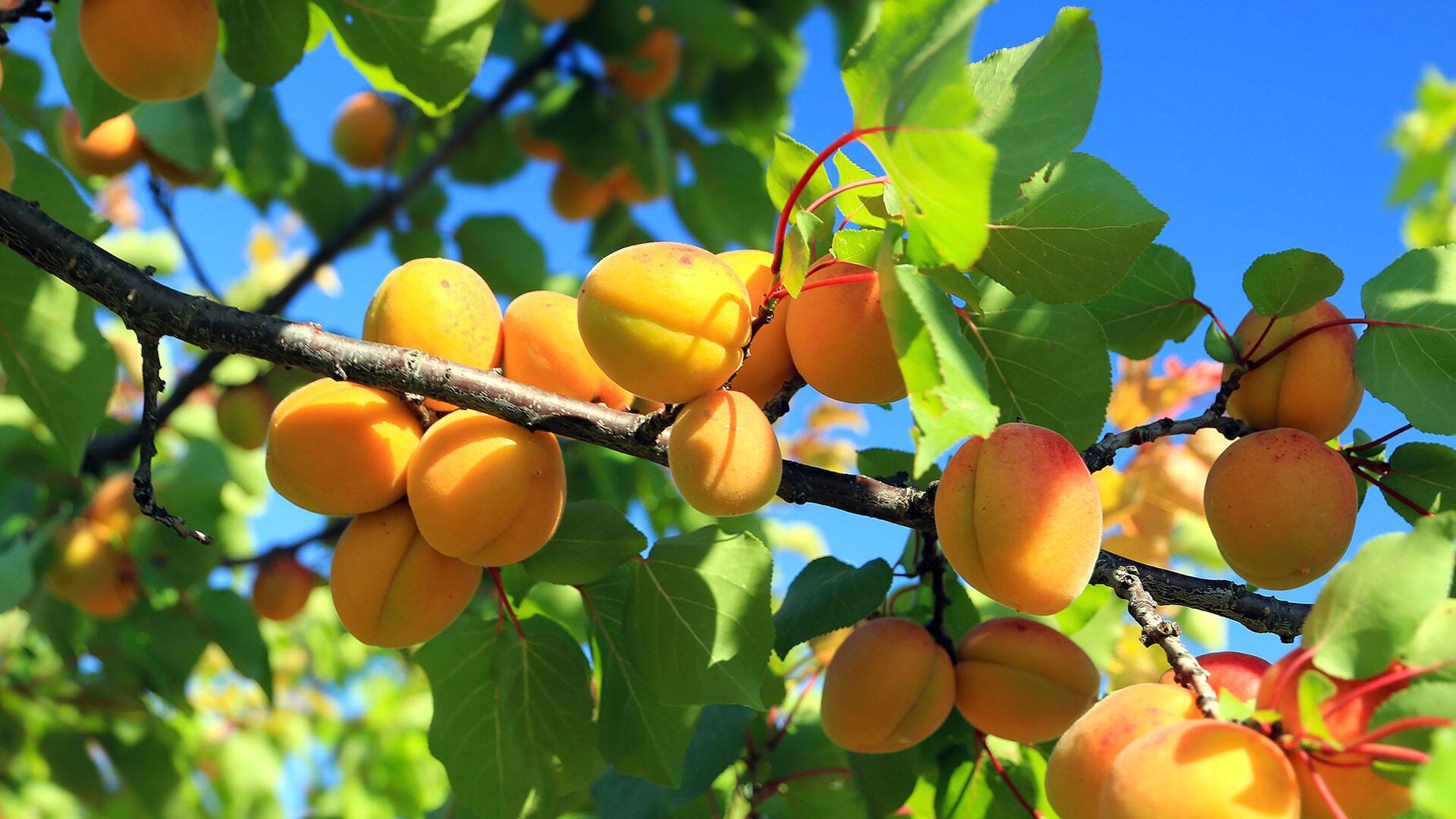FRUTTA DI STAGIONE