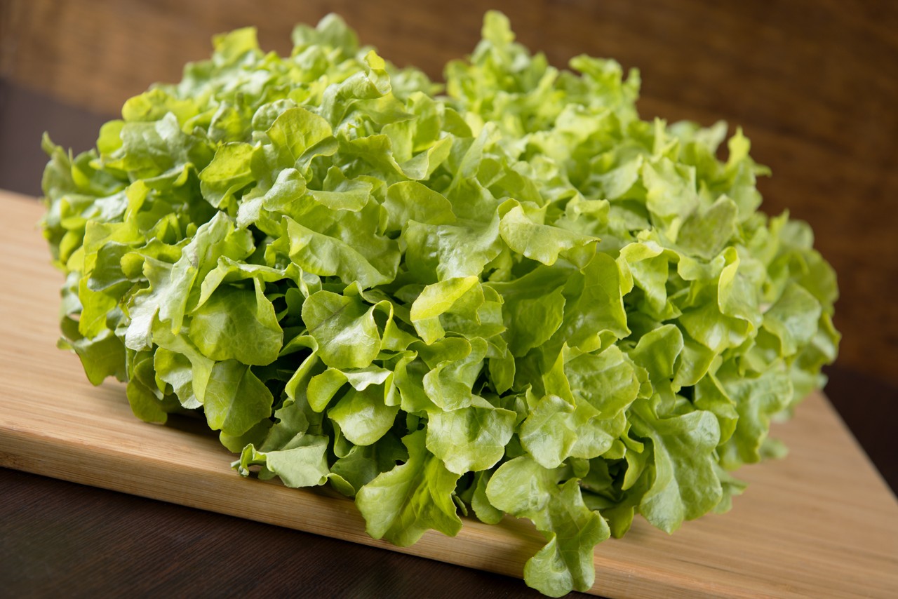 Lattuga Lollo liscia