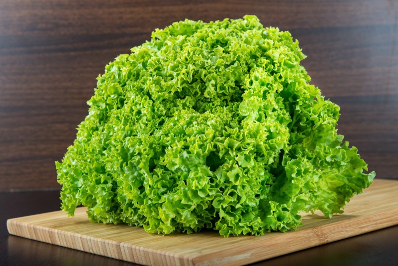 Lollo riccia verde