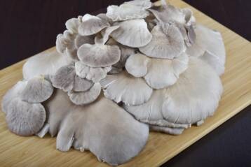 Funghi pleurotus