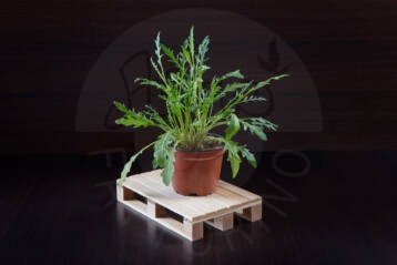 Rucola piantina